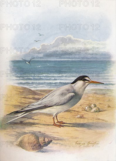 'Little Tern - Stern'a minu'ta', c1910, (1910). Artist: George James Rankin.