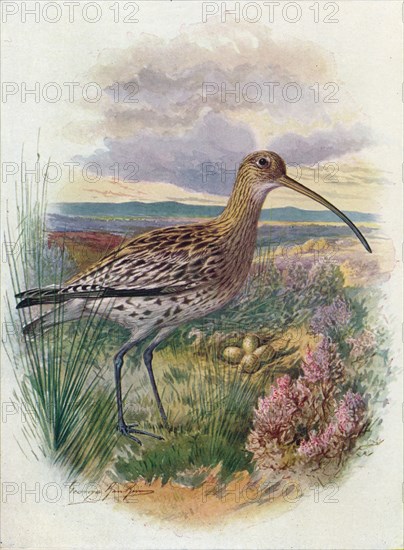 'Curlew - Numen'ius arqua'ta', c1910, (1910). Artist: George James Rankin.