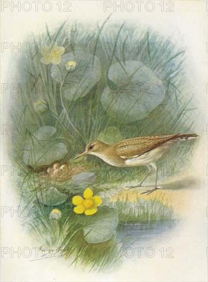 'Common Sandpiper - To'tanus hypoleu'cus', c1910, (1910). Artist: George James Rankin.