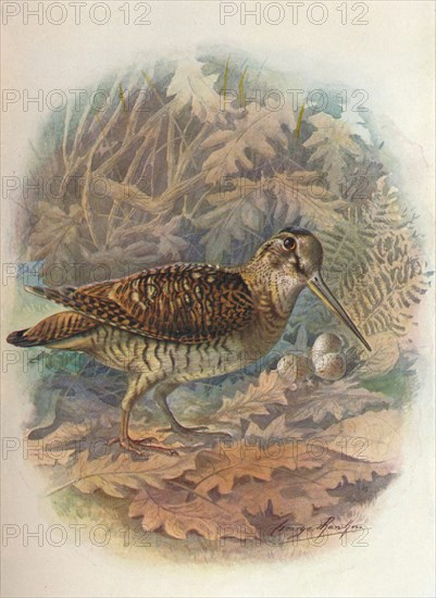 'Woodcock - Scol'opax rustic'ula', c1910, (1910). Artist: George James Rankin.