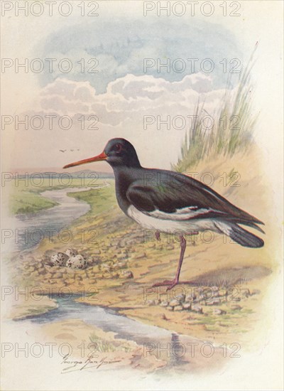 'Oyster-Catcher - Haemat'opus ostral'egus', c1910, (1910). Artist: George James Rankin.