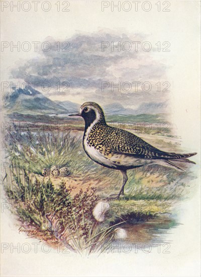 'Golden Plover - Charad'rius pluvia'lis', c1910, (1910). Artist: George James Rankin.