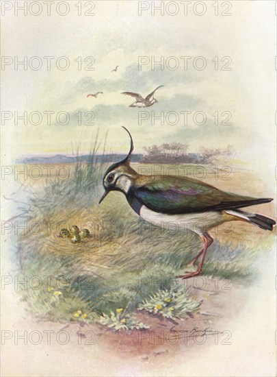 'Lapwing or Peewit - Vnel'lus vulga'ris', c1910, (1910). Artist: George James Rankin.