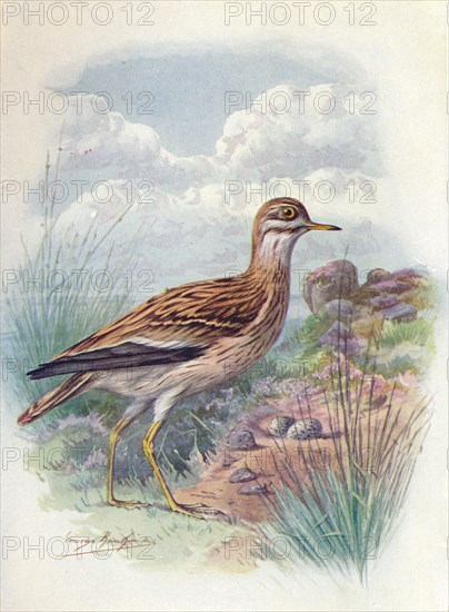 'Stone-Curlew, Norfolk Plover, or Thick-Knee - OEdicne'mus scol'opax', c1910, (1910). Artist: George James Rankin.