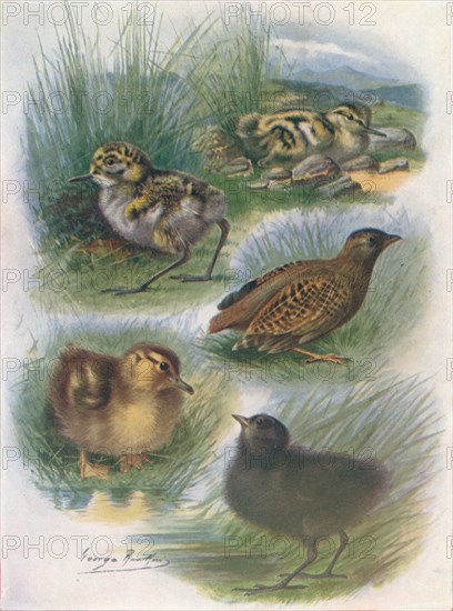 'Types of Nidifugous Nestlings', c1910, (1910). Artist: George James Rankin.