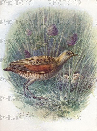 'Landrail or Corncrake - Crex praten'sis, c1910, (1910). Artist: George James Rankin.