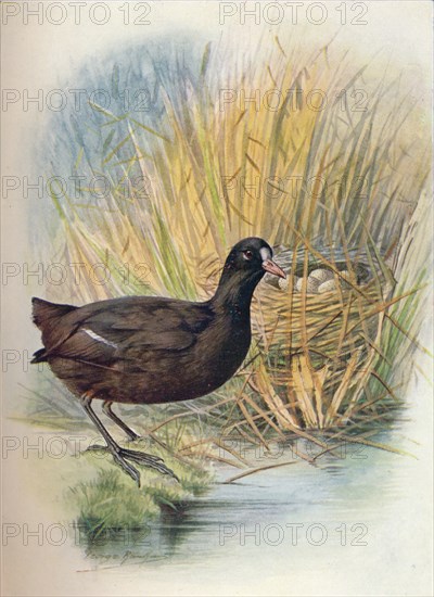 'Coot - Fu'lica at'ra', c1910, (1910). Artist: George James Rankin.