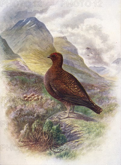 'Red Grouse - Lago'pus scot'icus', c1910, (1910). Artist: George James Rankin.