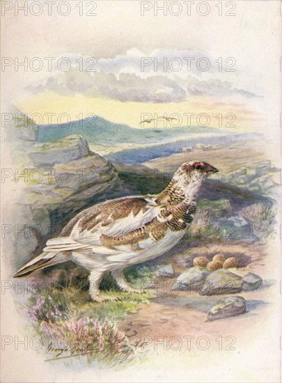 'Ptarmigan - Lago'pus mu'tus', c1910, (1910). Artist: George James Rankin.