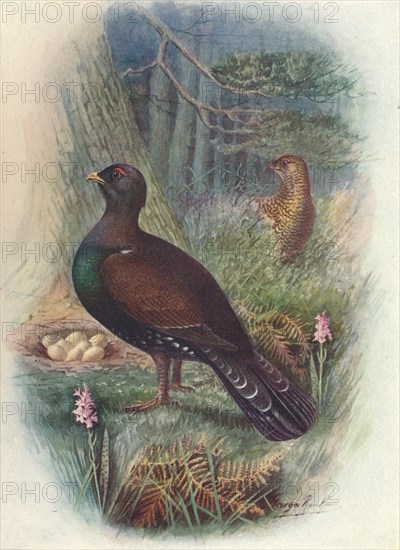 'Capercaillie', c1910, (1910). Artist: George James Rankin.