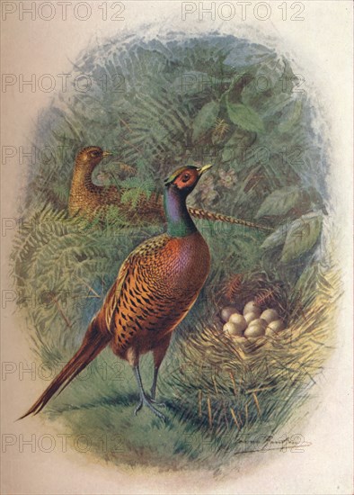 'Pheasant - Phasia'nus col'chicus', c1910, (1910). Artist: George James Rankin.