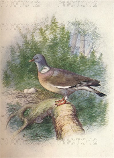 'Wood-Pigeon or Ring-Dove - Colum'ba palum'bus', c1910, (1910). Artist: George James Rankin.