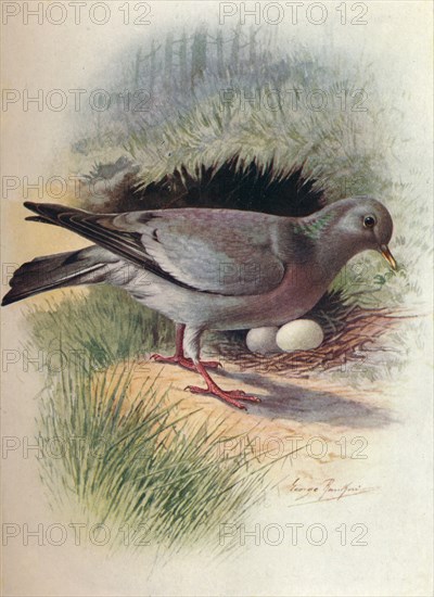 'Stock-Dove - Colum'ba oe'nas', c1910, (1910). Artist: George James Rankin.