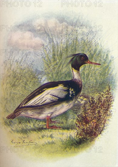 'Red-Breasted Merganser - Mer'gus serra'tor', c1910, (1910). Artist: George James Rankin.