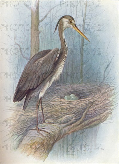 'Heron - Ar'dea cine'rea', c1910, (1910). Artist: George James Rankin.