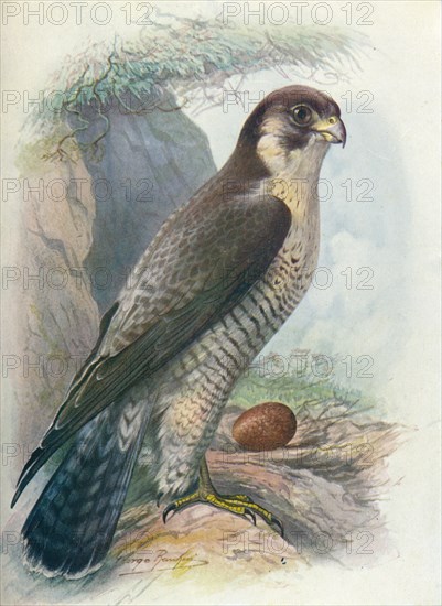 'Peregrine Falcon - Fal'co peregri'nus', c1910, (1910). Artist: George James Rankin.