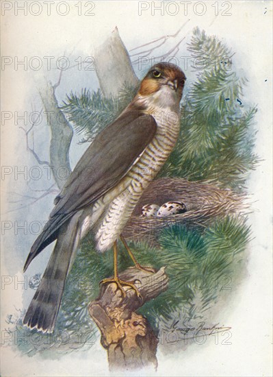 'Sparrow-Hawk - Accip'iter ni'sus', c1910, (1910). Artist: George James Rankin.