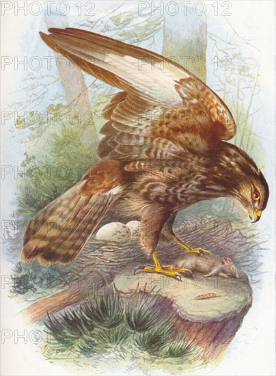 'Common Buzzard - Bu'teo vulga'ris', c1910, (1910). Artist: George James Rankin.