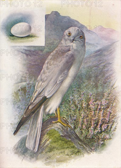 'Hen-Harrier - Cir'cus cyan'eus', c1910, (1910). Artist: George James Rankin.