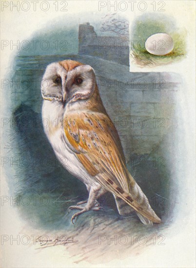 'Barn-Owl - Strix flam'mea', c1910, (1910). Artist: George James Rankin.