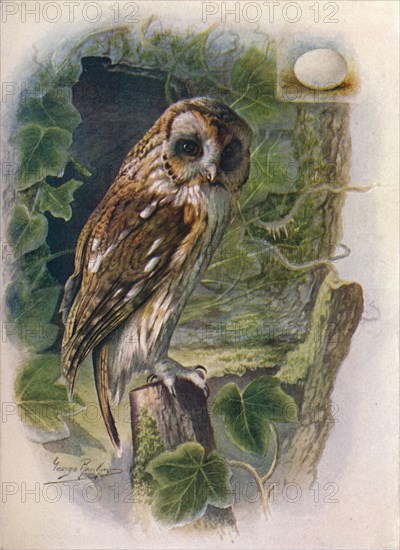 'Tawny or Brown Owl - Syrn'ium alu'co', c1910, (1910). Artist: George James Rankin.