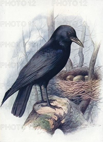 'Carrion-Crow - Cor'vus coro'ne', c1910, (1910). Artist: George James Rankin.