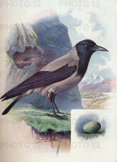 'Hooded Crow - Cor'vus cor'nix', c1910, (1910). Artist: George James Rankin.