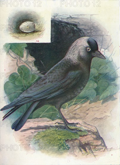 'Jackdaw - Cor'vus moned'ula', c1910, (1910). Artist: George James Rankin.