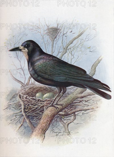 'Rook - Cor'vus frugil'egus', c1910, (1910). Artist: George James Rankin.