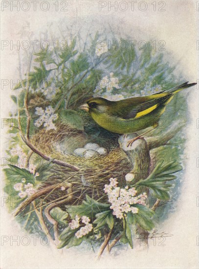 'Greenfinch - Liguri'nus chlo'ris', c1910, (1910). Artist: George James Rankin.