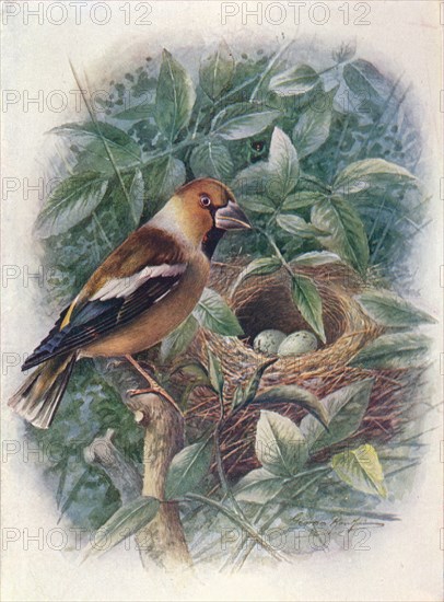 'Hawfinch - Coccothraus'tes vulga'ris', c1910, (1910). Artist: George James Rankin.