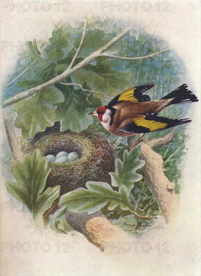 'Goldfinch - Cardue'lis el'egans', c1910, (1910). Artist: George James Rankin.