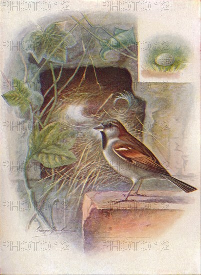 'House-Sparrow -- Pas'ser domes'ticus', c1910, (1910). Artist: George James Rankin.