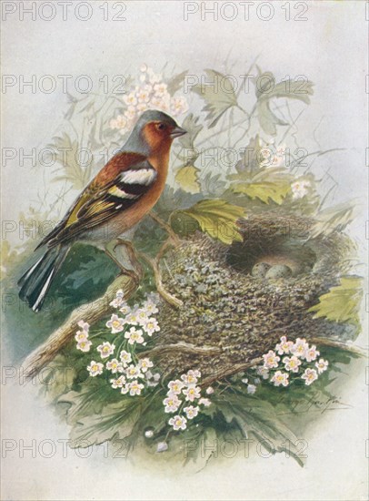 'Chaffinch - Fringil'la coe'lebs', c1910, (1910). Artist: George James Rankin.