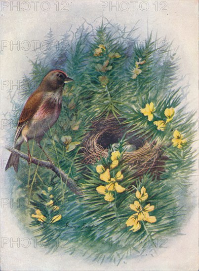 'Linnet - Lino'ta cannab'ina', c1910, (1910). Artist: George James Rankin.