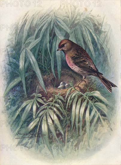 'Lesser Redpoll - Lino'ta rufes'cens', c1910, (1910). Artist: George James Rankin.