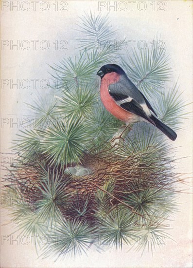 'Bullfinch - Pyr'rhua europae'a', c1910, (1910). Artist: George James Rankin.