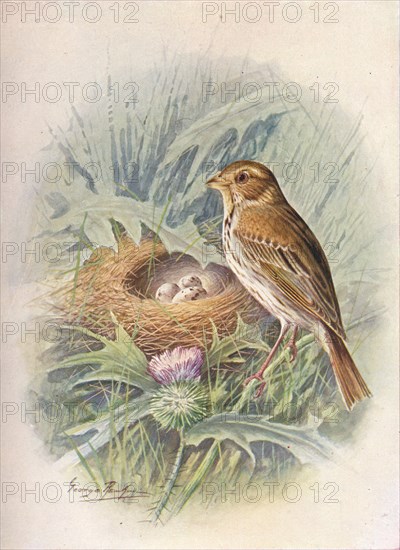 'Corn-Bunting - Emberi'za milia'ria', c1910, (1910). Artist: George James Rankin.