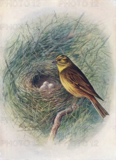 'Yellow-Hammer or Yellow-Bunting - Emberi'za citrinel'la', c1910, (1910). Artist: George James Rankin.