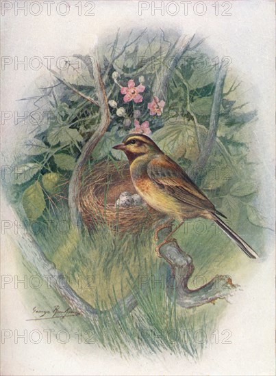 'Cirl-Bunting - Emberi'za cirl'us', c1910, (1910). Artist: George James Rankin.