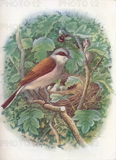 'Red-Backed Shrike - La'nius collu'rio', c1910, (1910). Artist: George James Rankin.