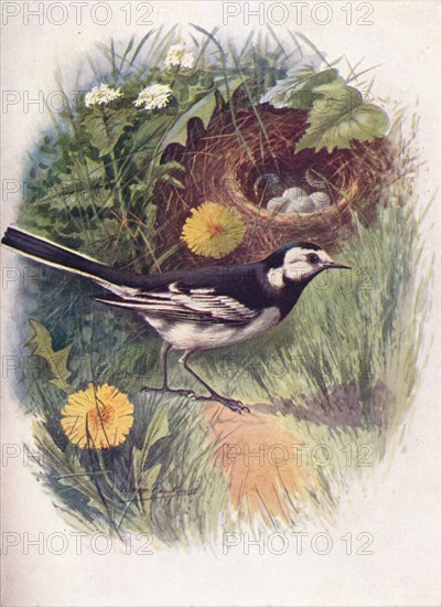 'Pied Wagtail - Motacil'la lu'gubris', c1910, (1910). Artist: George James Rankin.