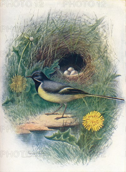 'Gray Wagtail - Motacil'la melano'pe', c1910, (1910). Artist: George James Rankin.