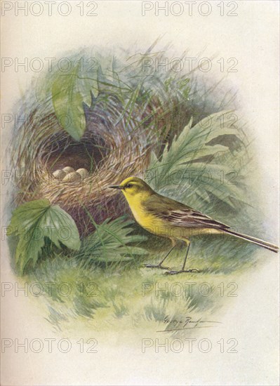 'Yellow Wagtail - Motacil'la rai'i', c1910, (1910). Artist: George James Rankin.