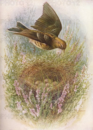 'Meadow-Pipit or Titlark - An'thus praten'sis', c1910, (1910). Artist: George James Rankin.