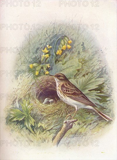 'Tree-Pipit - An'thus trivia'lis', c1910, (1910). Artist: George James Rankin.