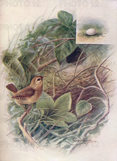 'Wren - Troglod'ytes par'vulus', c1910, (1910). Artist: George James Rankin.