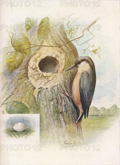 'Nut-Hatch - Sit'ta cae'sia', c1910, (1910). Artist: George James Rankin.