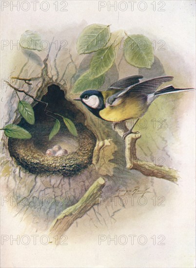 'Great Tit - Pa'rus m'ajor', c1910, (1910). Artist: George James Rankin.