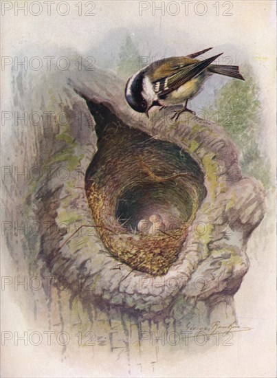 'Coal-Tit - Pa'rus at'er', c1910, (1910). Artist: George James Rankin.